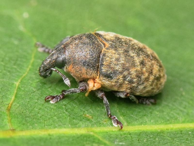 Larinus obtusus Gyllenhal, 1835